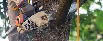 Best Tree Maintenance Programs  in West Sand Lake, NY