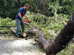 Best Tree Risk Assessment  in West Sand Lake, NY