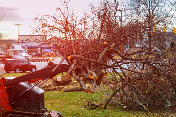 West Sand Lake, NY Tree Care Company