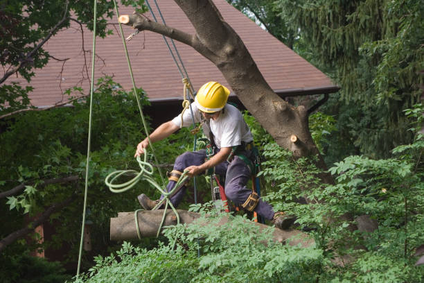 Best Tree Removal  in West Sand Lake, NY