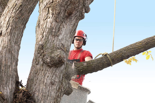 How Our Tree Care Process Works  in  West Sand Lake, NY